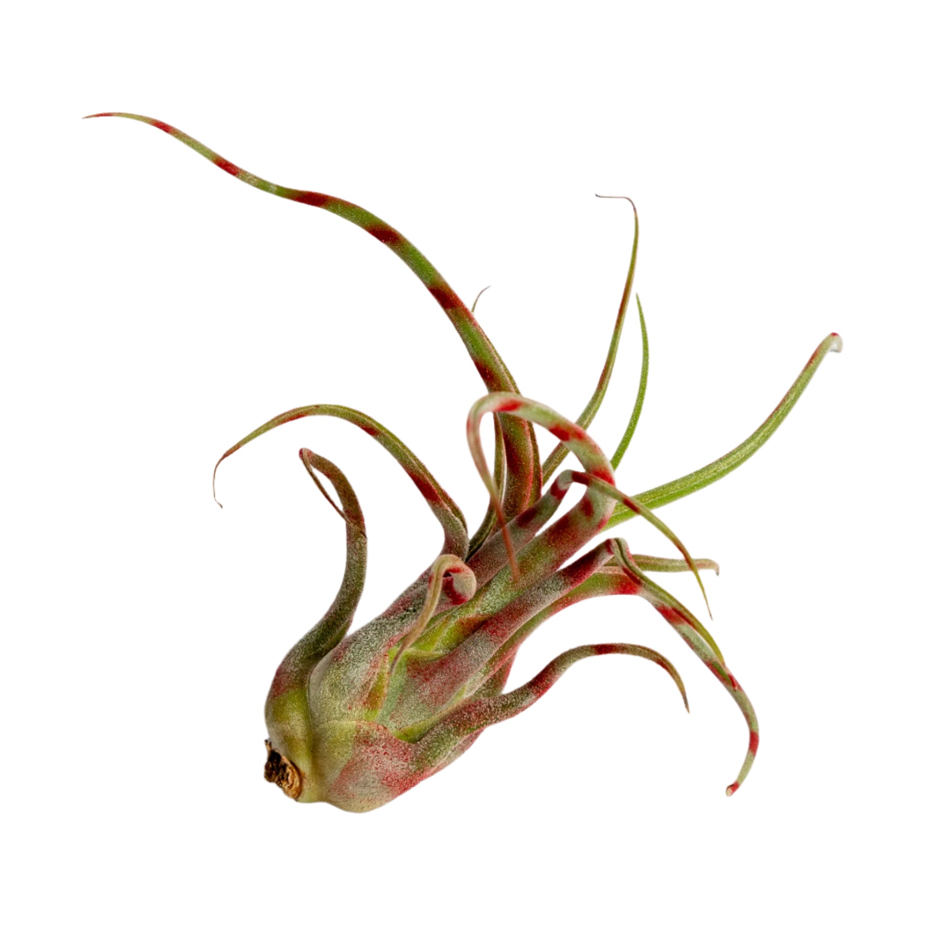 Air Plant Tillandsia caput-medusae 4-5" Red Stripe - Urban Sprouts