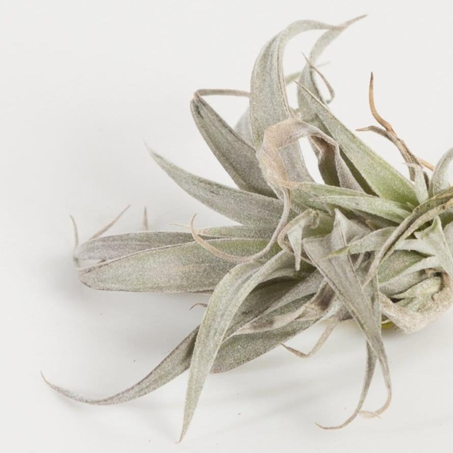Air Plant 'Chiapensis - Pink' 2-3" - Urban Sprouts