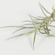 Air Plant 'Cocoensis' 1-2" - Urban Sprouts