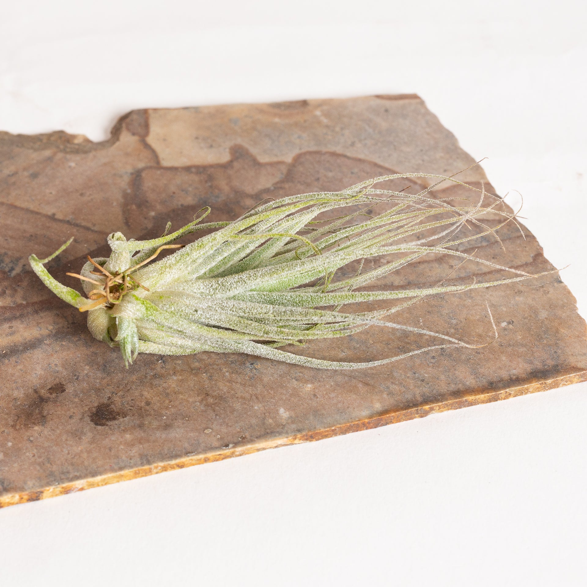 Air Plant 'Elhersiana ' 3-4" - Urban Sprouts