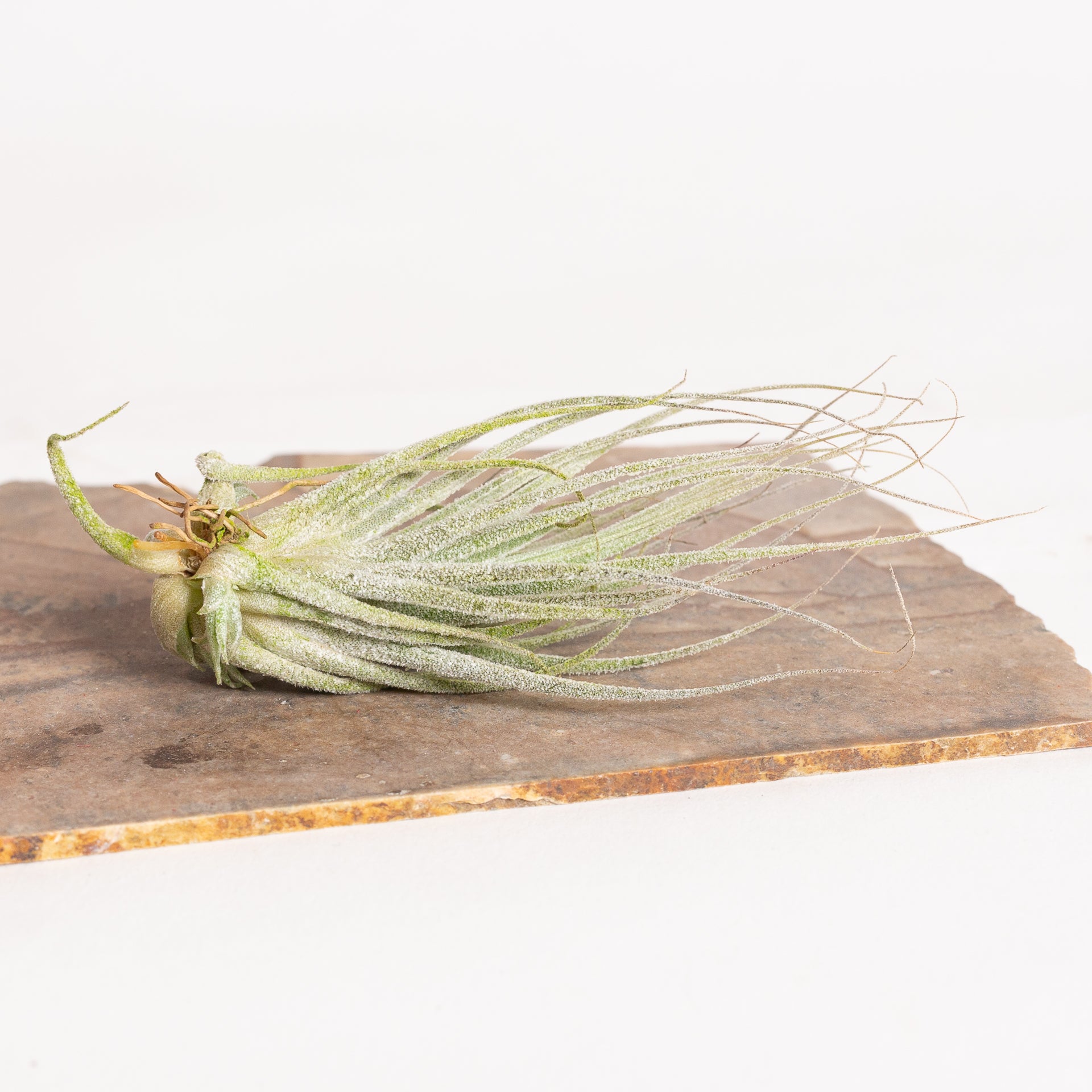 Air Plant 'Elhersiana ' 3-4" - Urban Sprouts