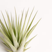 Air Plant 'Espinosae' 2-3" - Urban Sprouts