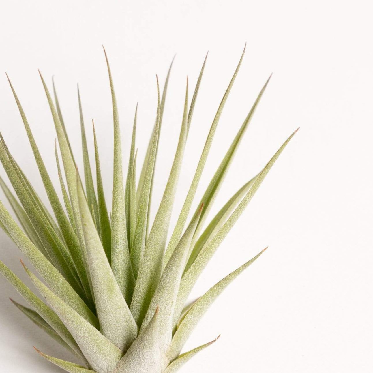 Air Plant 'Espinosae' 2-3" - Urban Sprouts