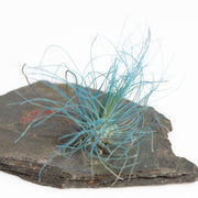 Air Plant 'Fuchsii - Blue' 2-3" - Urban Sprouts