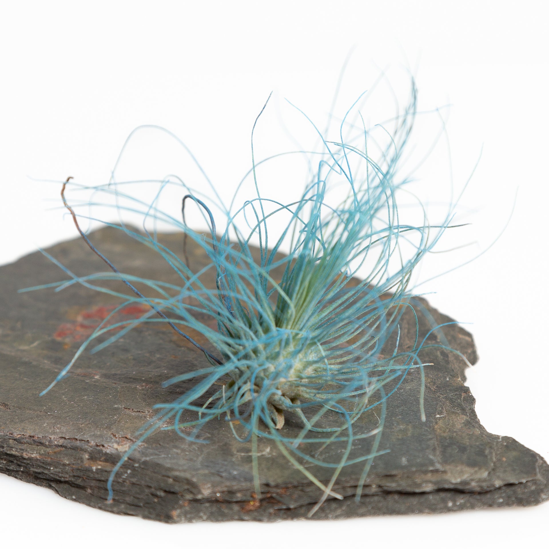Air Plant 'Fuchsii - Blue' 2-3" - Urban Sprouts