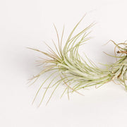 Air Plant 'Funckiana' 3-4" - Urban Sprouts
