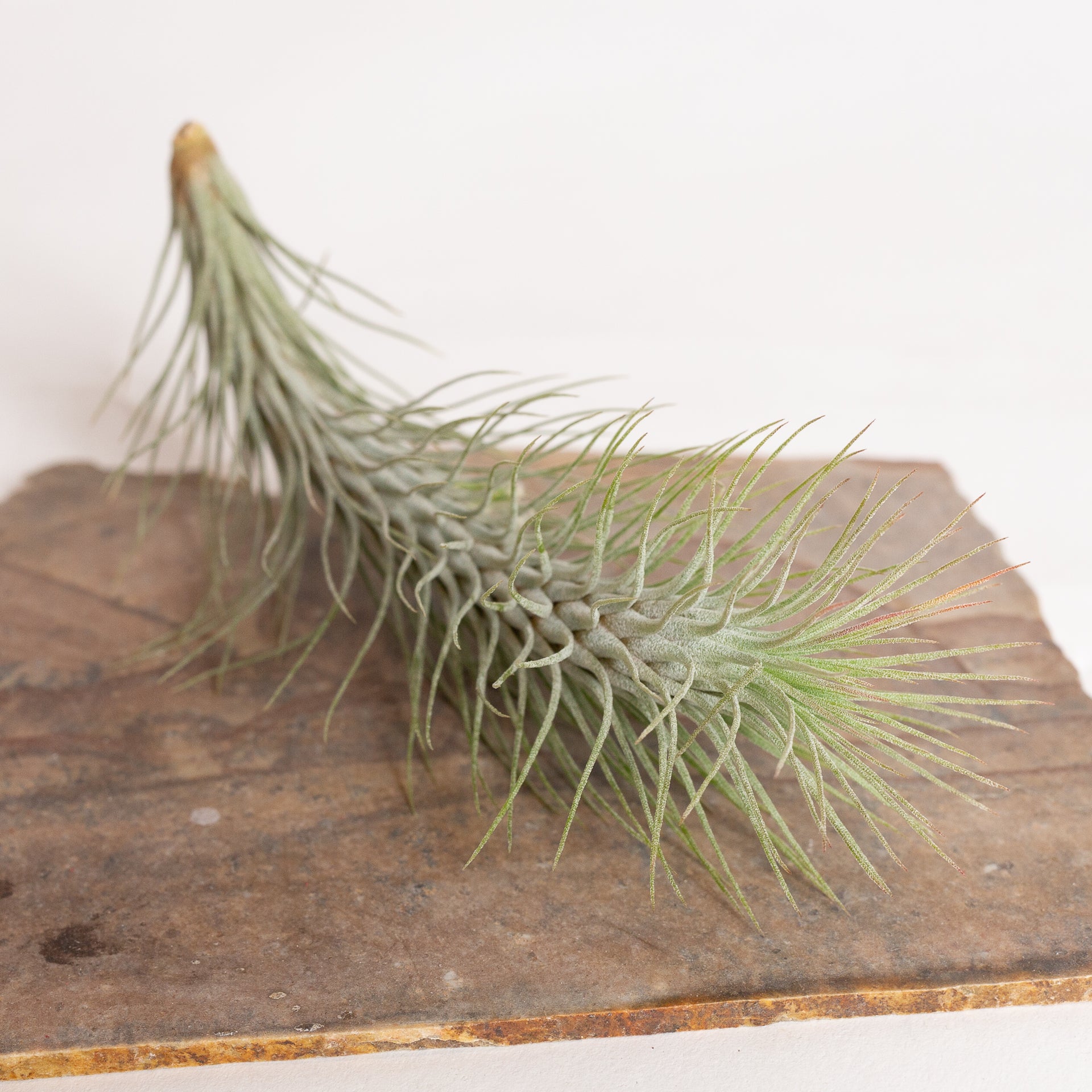 Air Plant 'Funckiana' 4-5" - Urban Sprouts