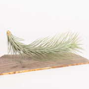 Air Plant 'Funckiana' 4-5" - Urban Sprouts