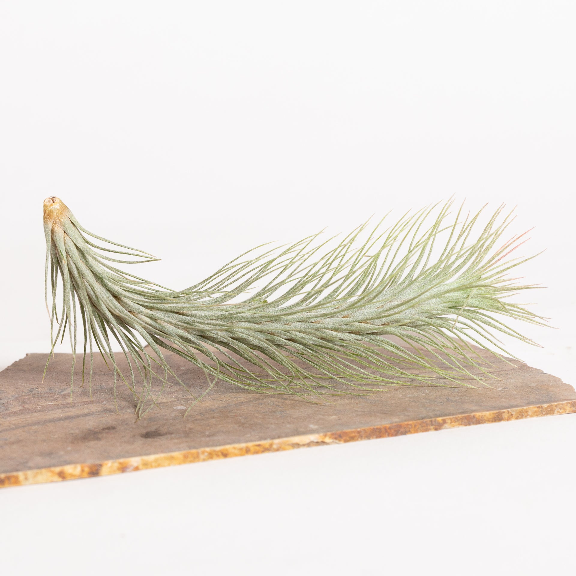 Air Plant 'Funckiana' 4-5" - Urban Sprouts