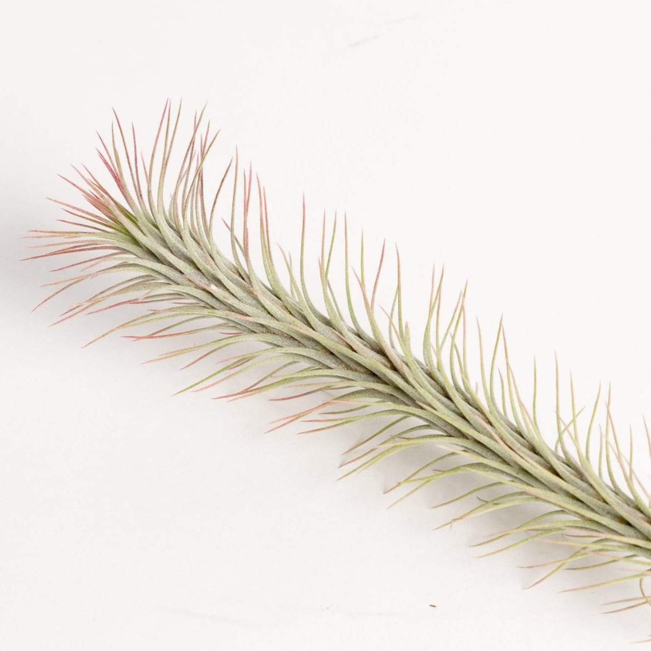 Air Plant 'Funckiana' 5-6" - Urban Sprouts