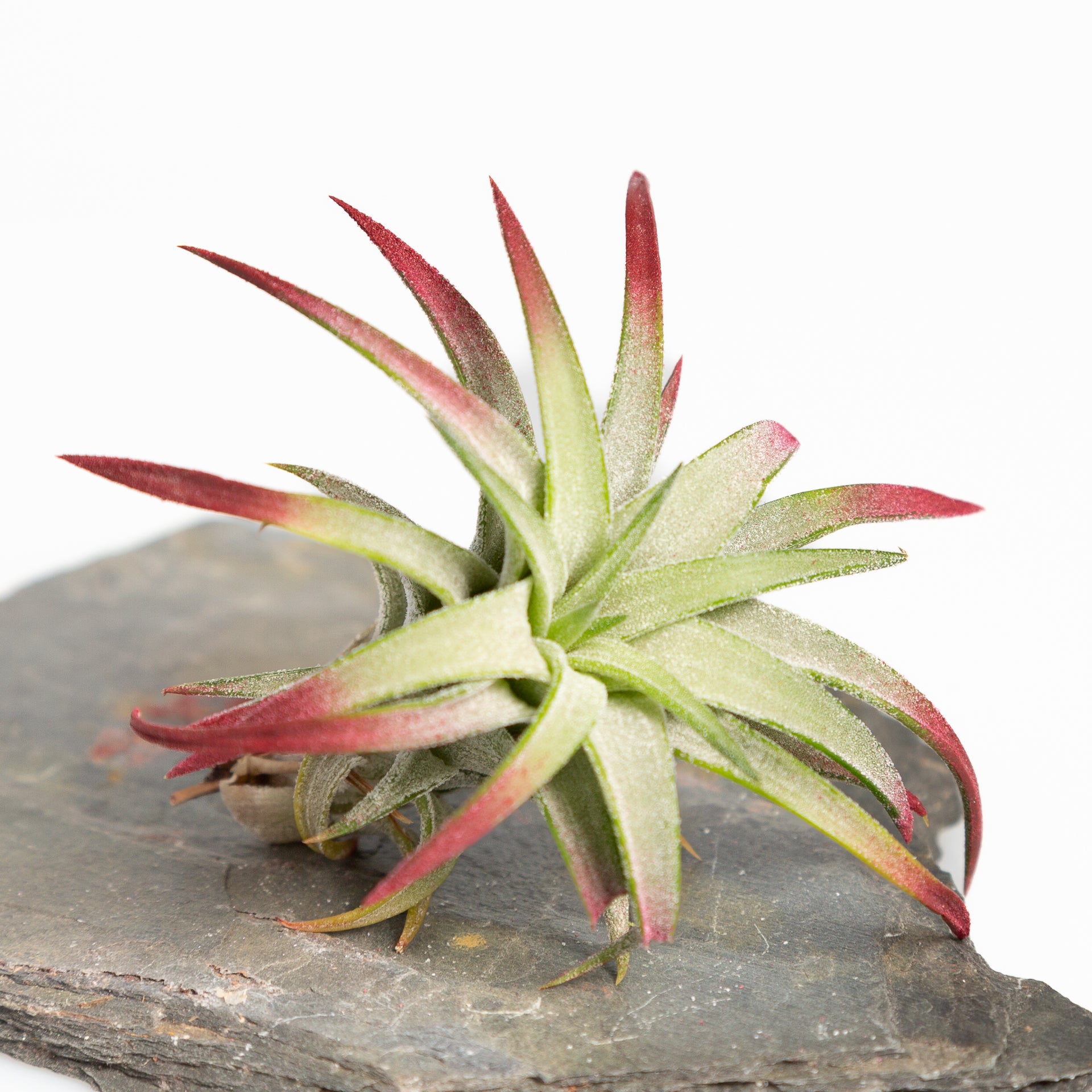 Air Plant 'Ionantha - Vanhyningii - Burgundy' 2-3" - Urban Sprouts
