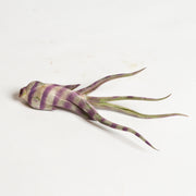 Air Plant 'Caput Medusae - Purple Stripe' 4-5" - Urban Sprouts