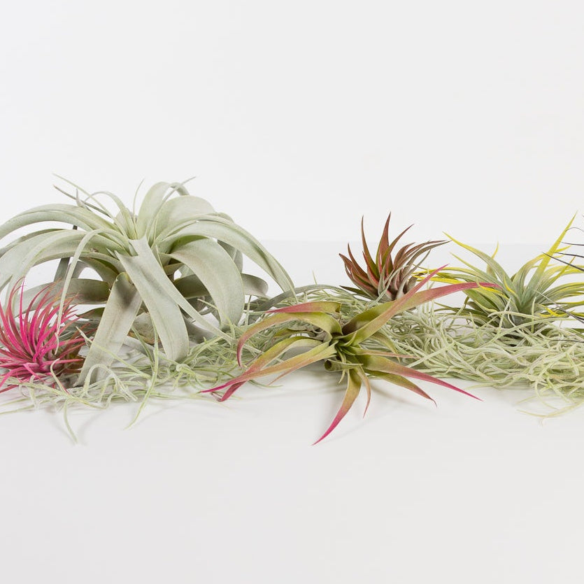 jumbo air plants Air Plant (Grower's Choice)