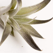 Air Plant 'Harrisii - Black' 4-5" - Urban Sprouts