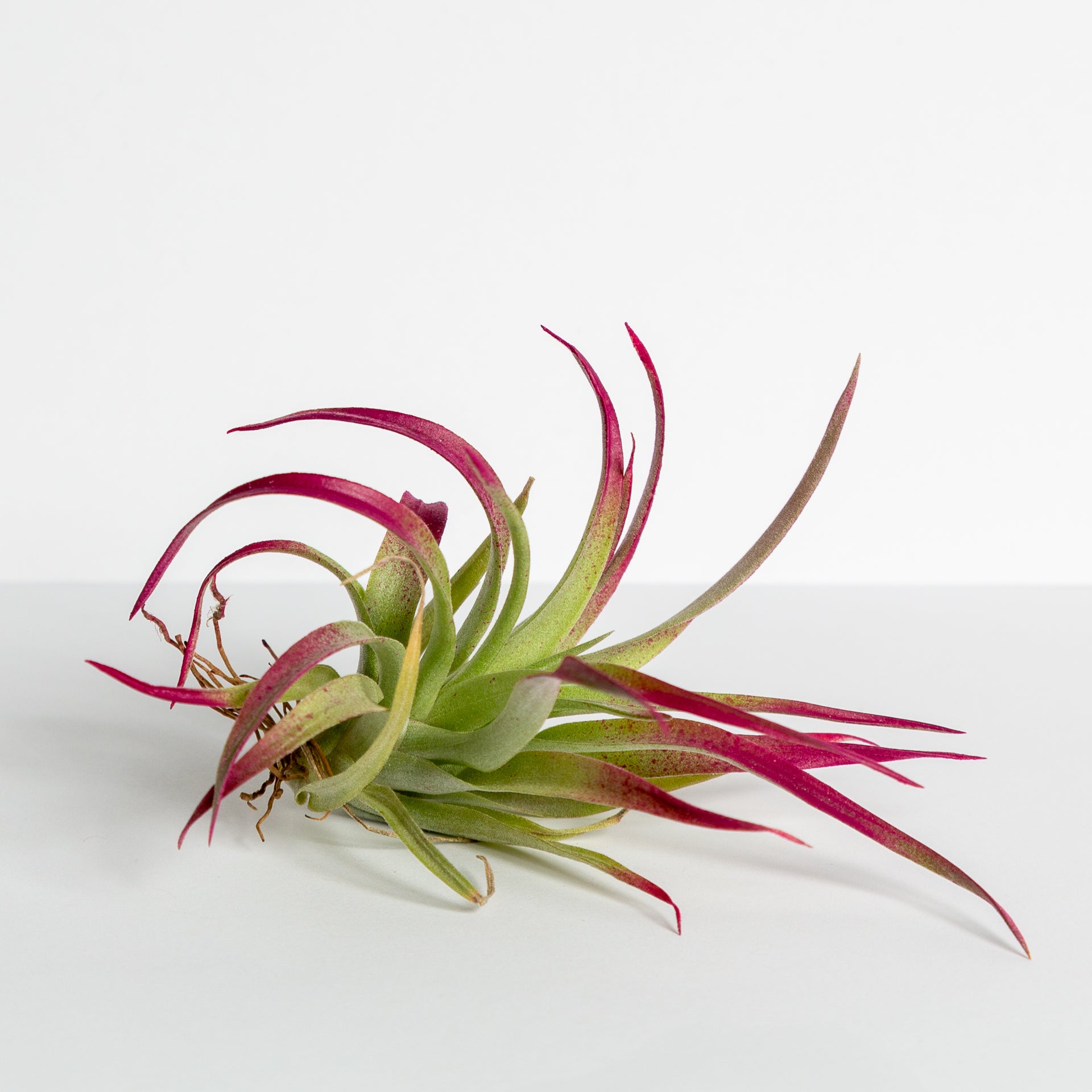tillandsia harrisii air plant Air Plant 'Harrisii
