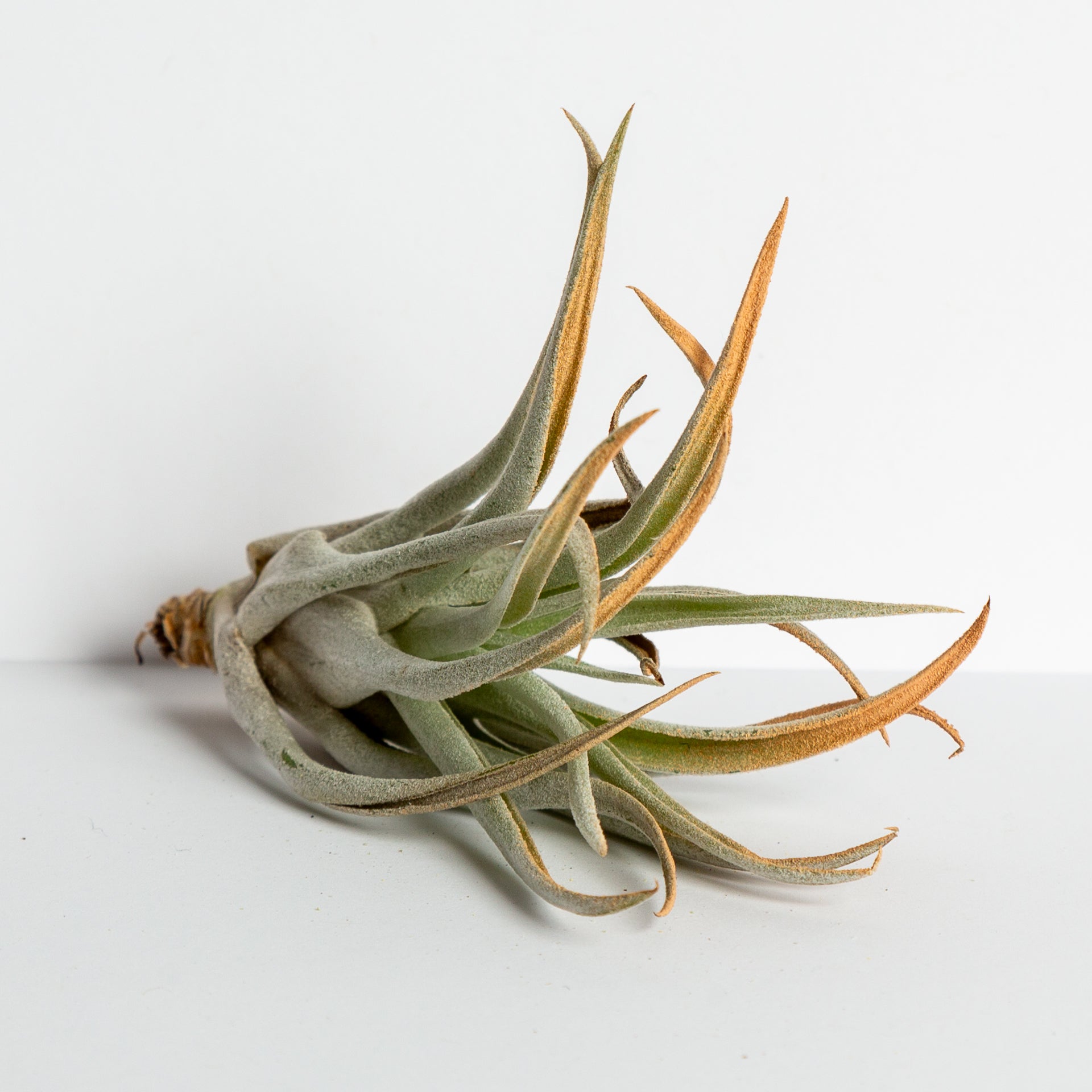 Air Plant 'Harrisii - Terra Cotta' 4-5" - Urban Sprouts