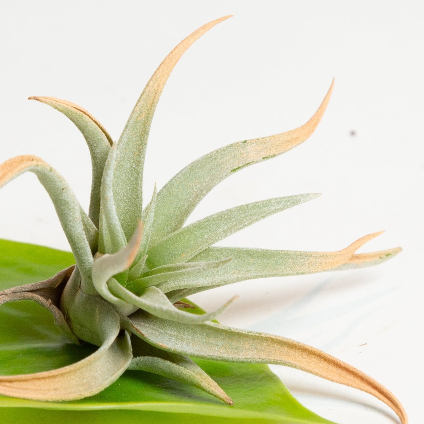 Air Plant 'Harrisii - Terra Cotta' 4-5" - Urban Sprouts