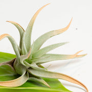 Air Plant 'Harrisii - Terra Cotta' 4-5" - Urban Sprouts