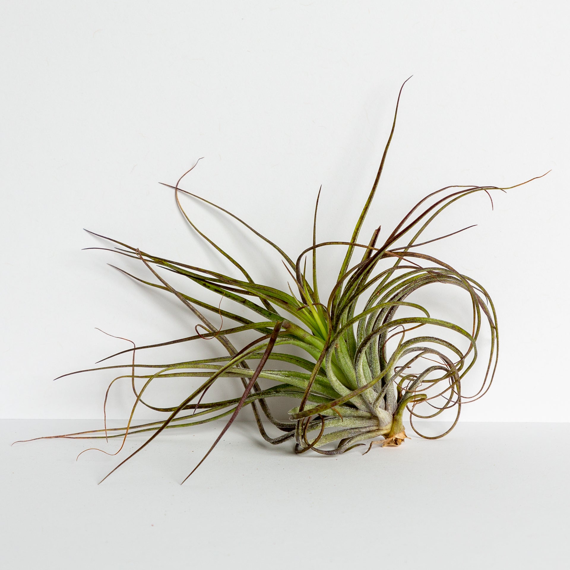 houston purple air plant Air Plant 'Houston