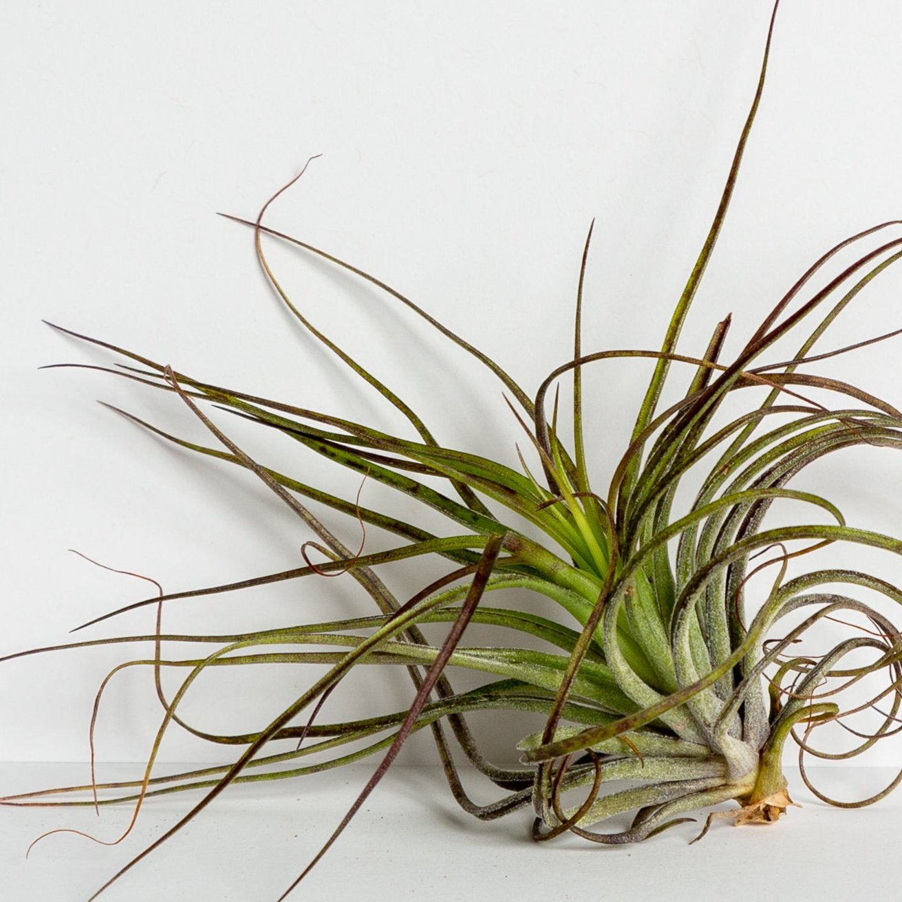 Air Plant 'Houston - Black' 4-5" - Urban Sprouts