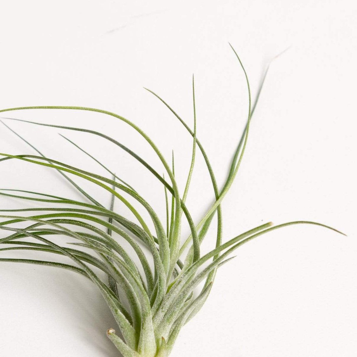 Air Plant 'Houston' Black 5-6" - Urban Sprouts