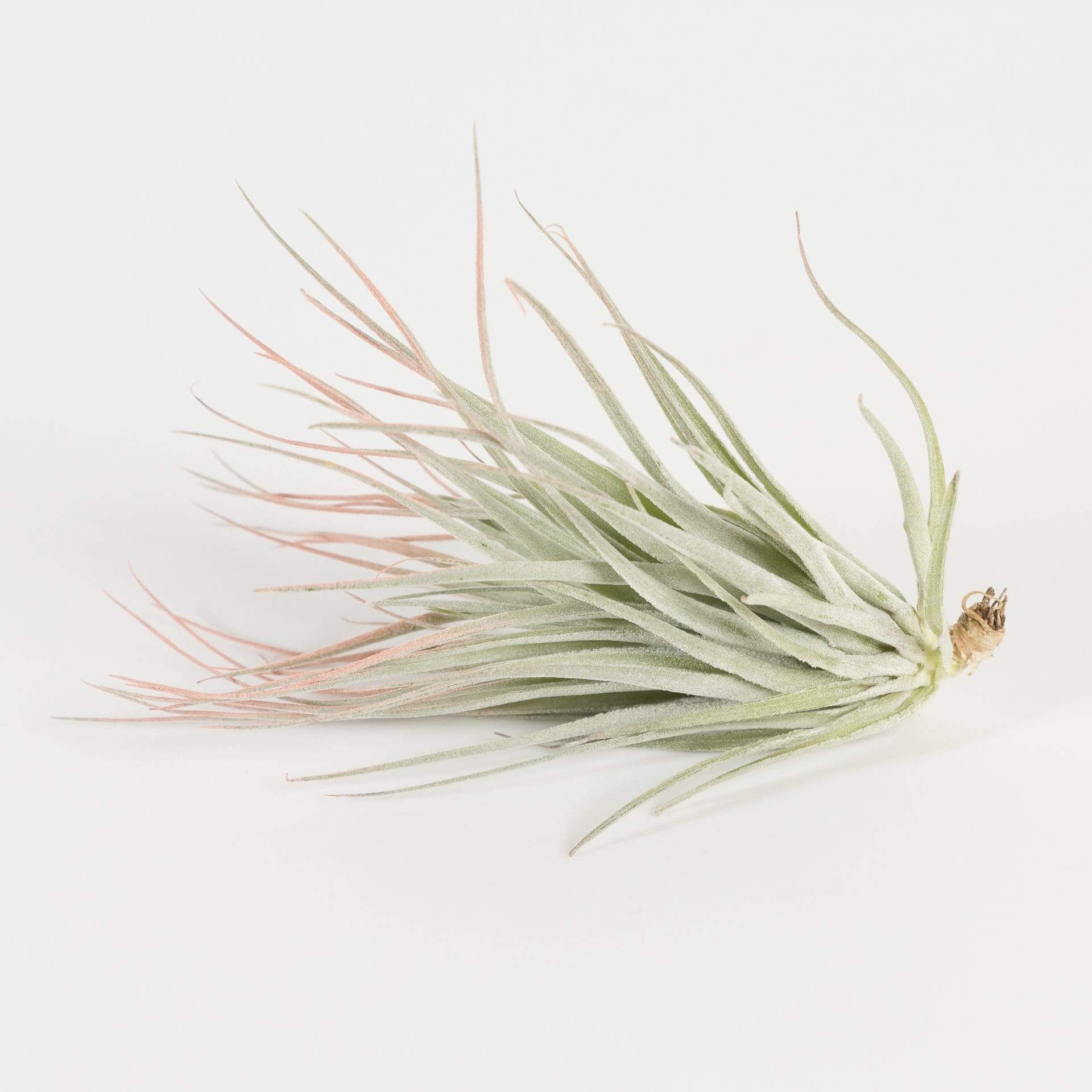 where to buy air plants in houston Air Plant 'Houston' Light Pink 3-4"