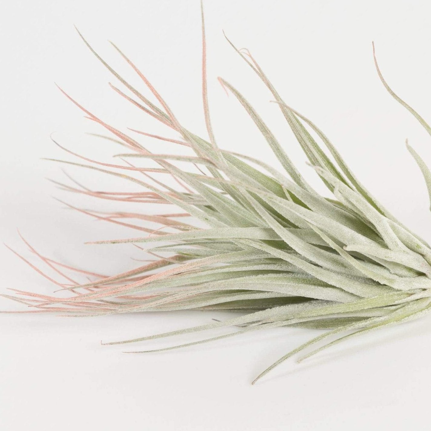 air plants houston Air Plant 'Houston' Light Pink 3-4"