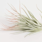 Air Plant 'Houston' Light Pink 3-4" - Urban Sprouts