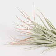 Air Plant 'Houston - Peach' 4-5" - Urban Sprouts