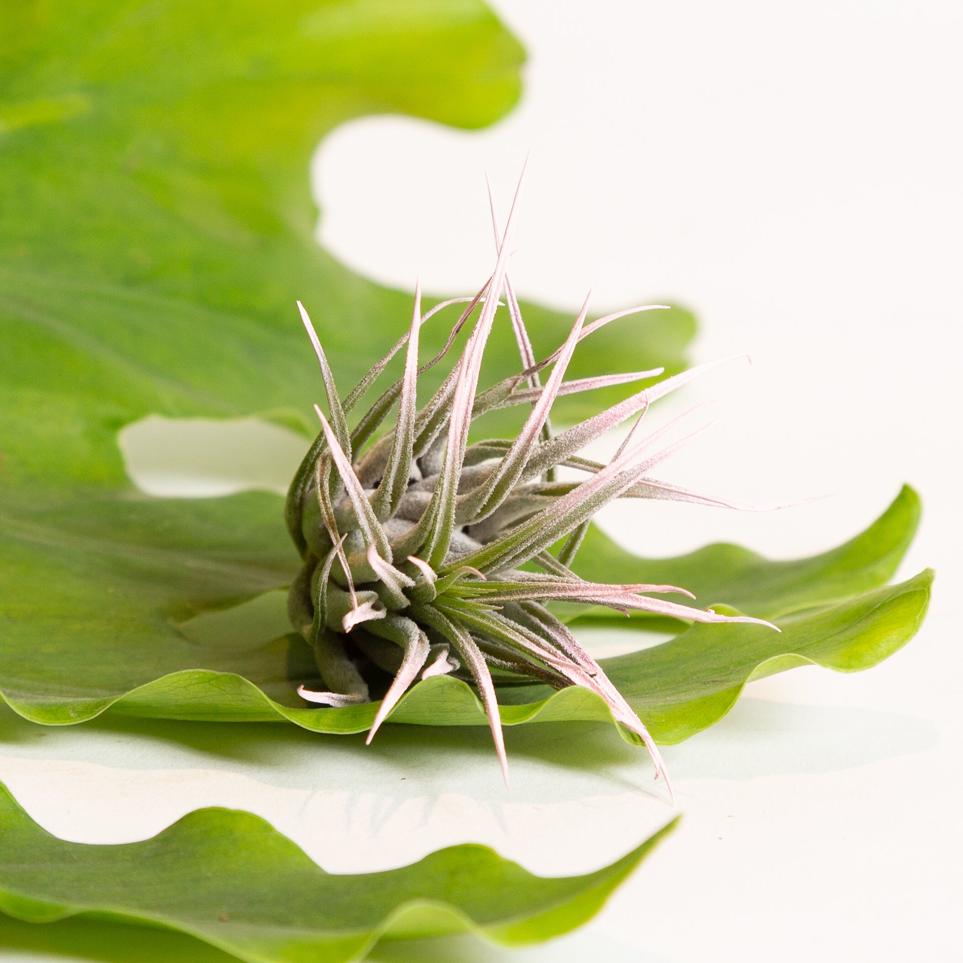 where to buy air plants in houston Air Plant 'Houston