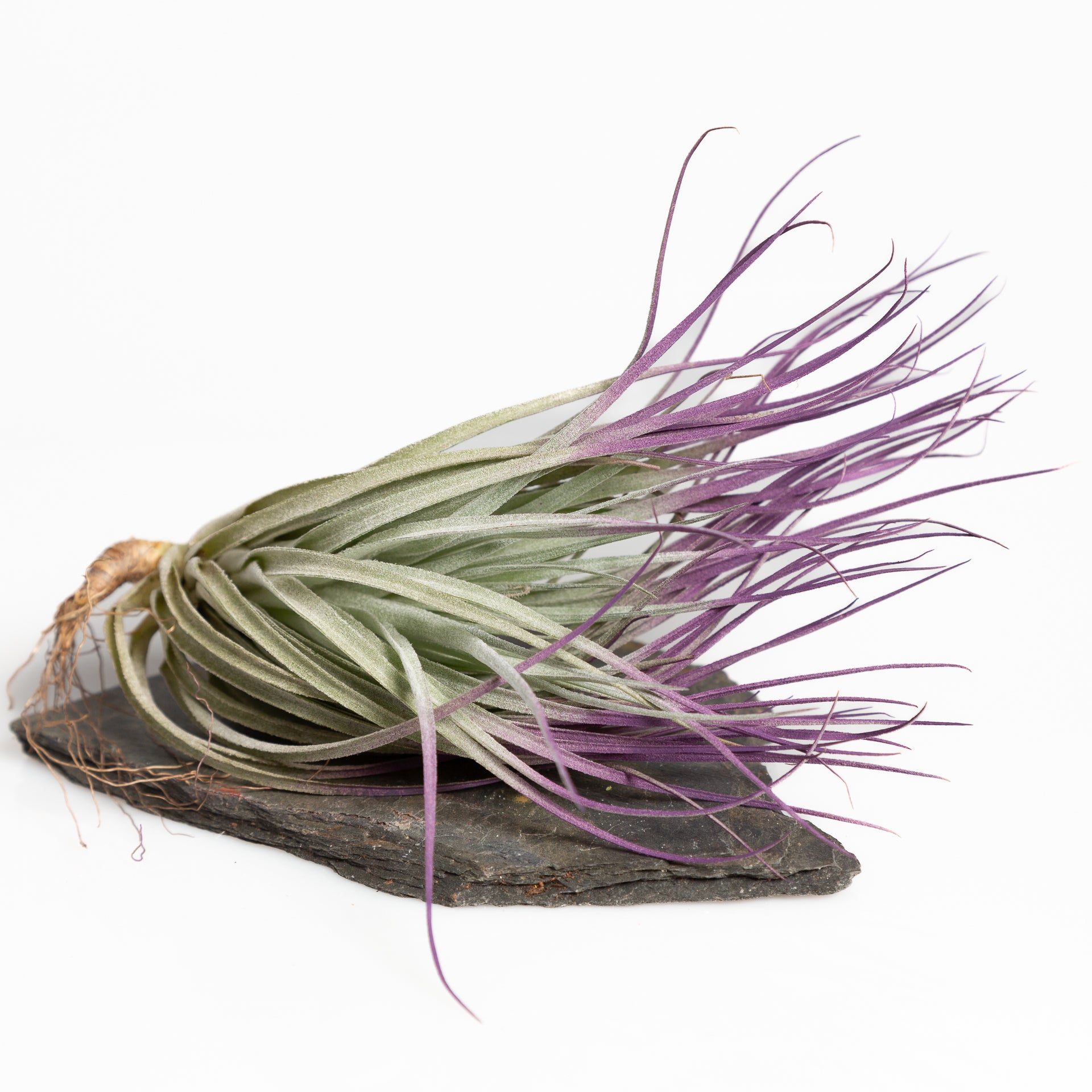 Air Plant 'Houston' Purple 5-6" - Urban Sprouts