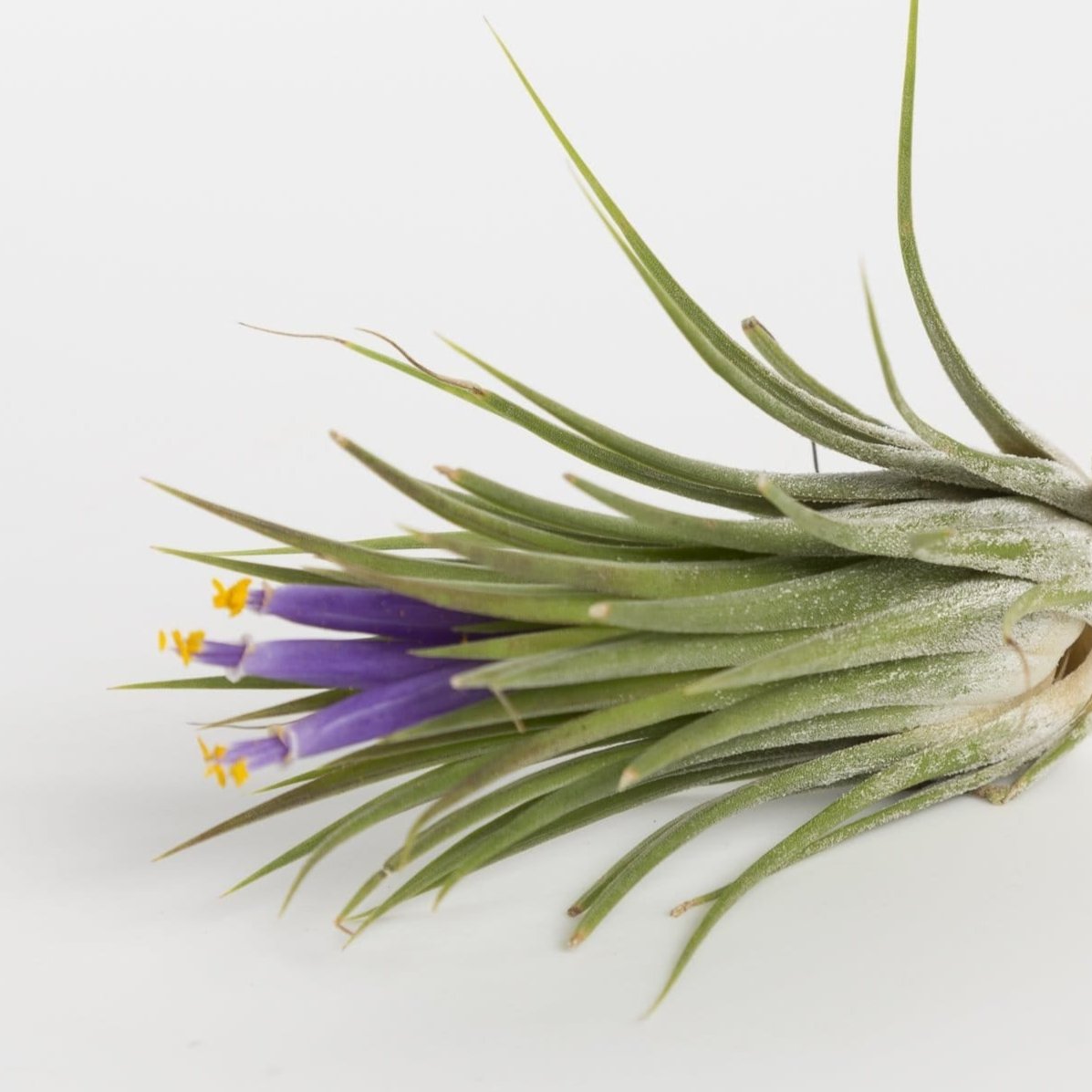 Air Plant 'Ionantha Druid - Rubra' 4" - Urban Sprouts