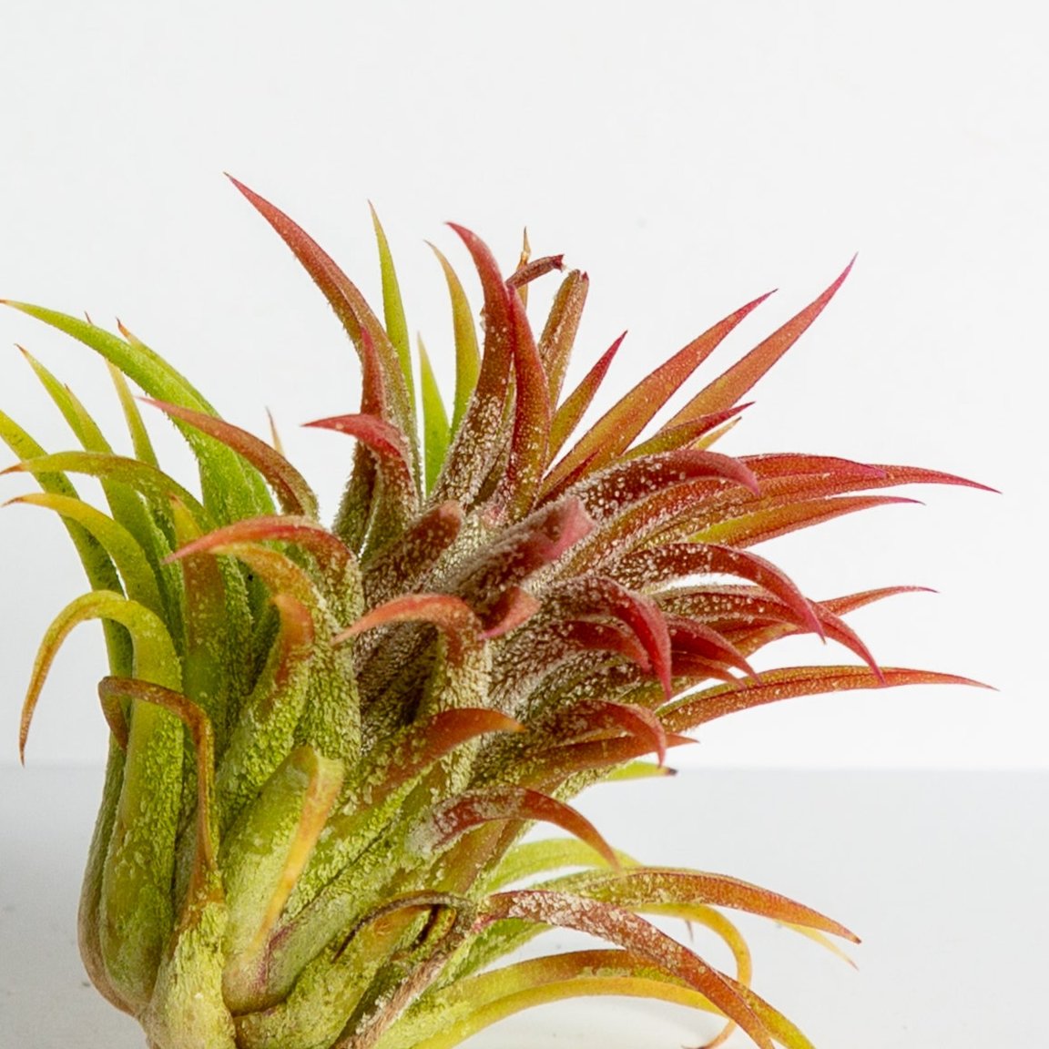 Air Plant 'Ionantha - Evolution' 3-4" - Urban Sprouts