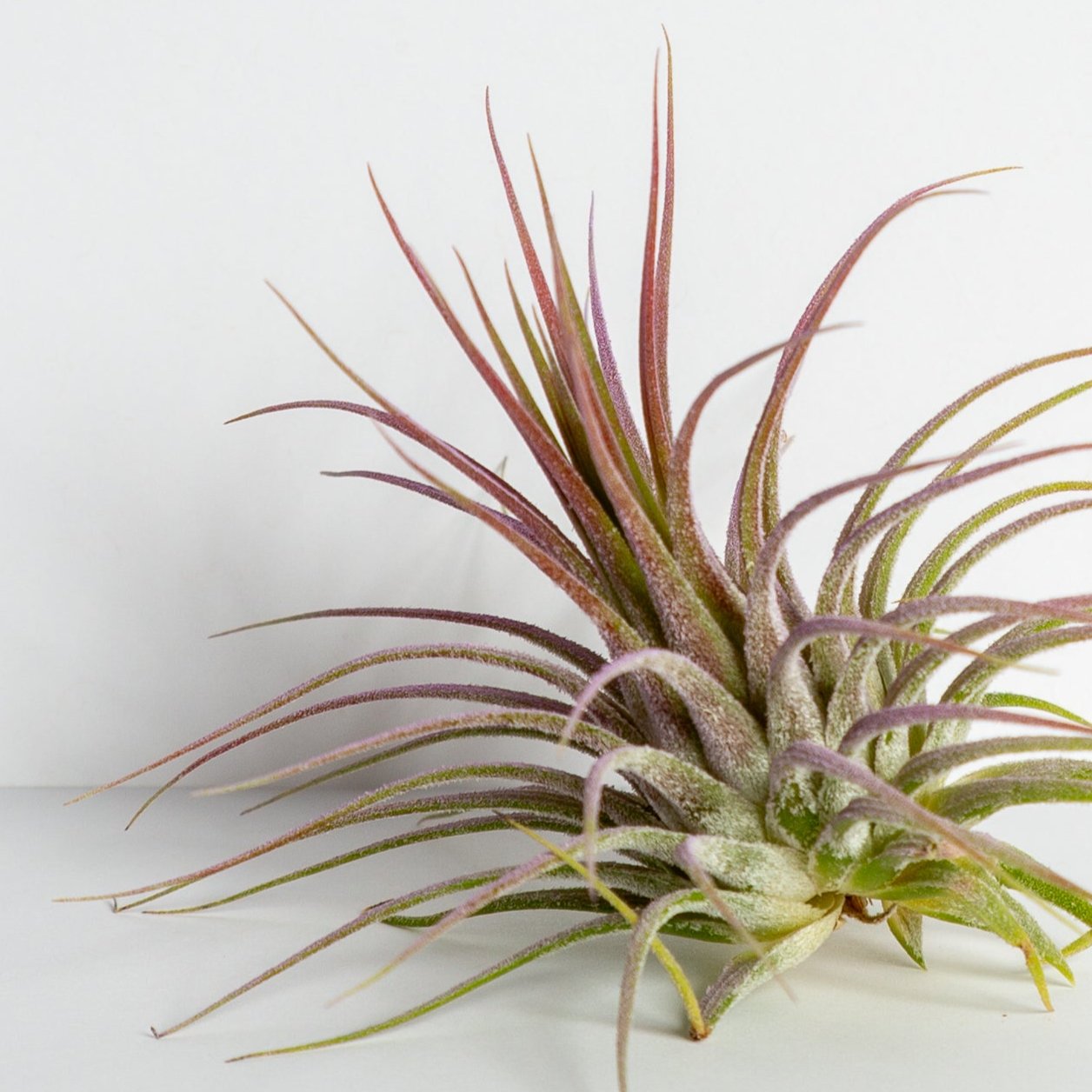 Air Plant 'Ionantha - Guatemala' 2-3" - Urban Sprouts
