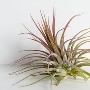 Air Plant 'Ionantha - Guatemala' 2-3" - Urban Sprouts