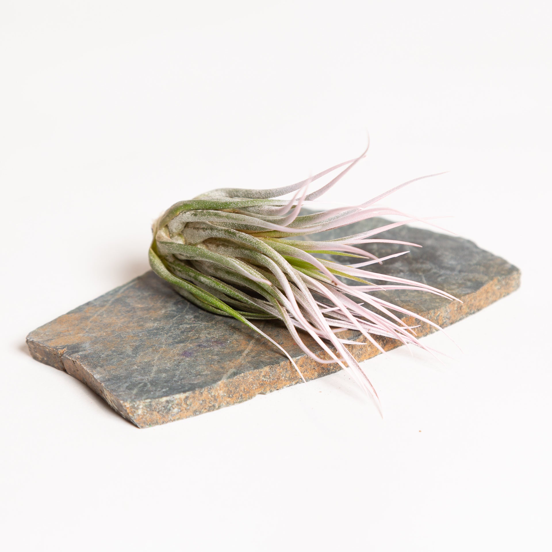 Air Plant 'Ionantha - Lilac' 3-4" - Urban Sprouts
