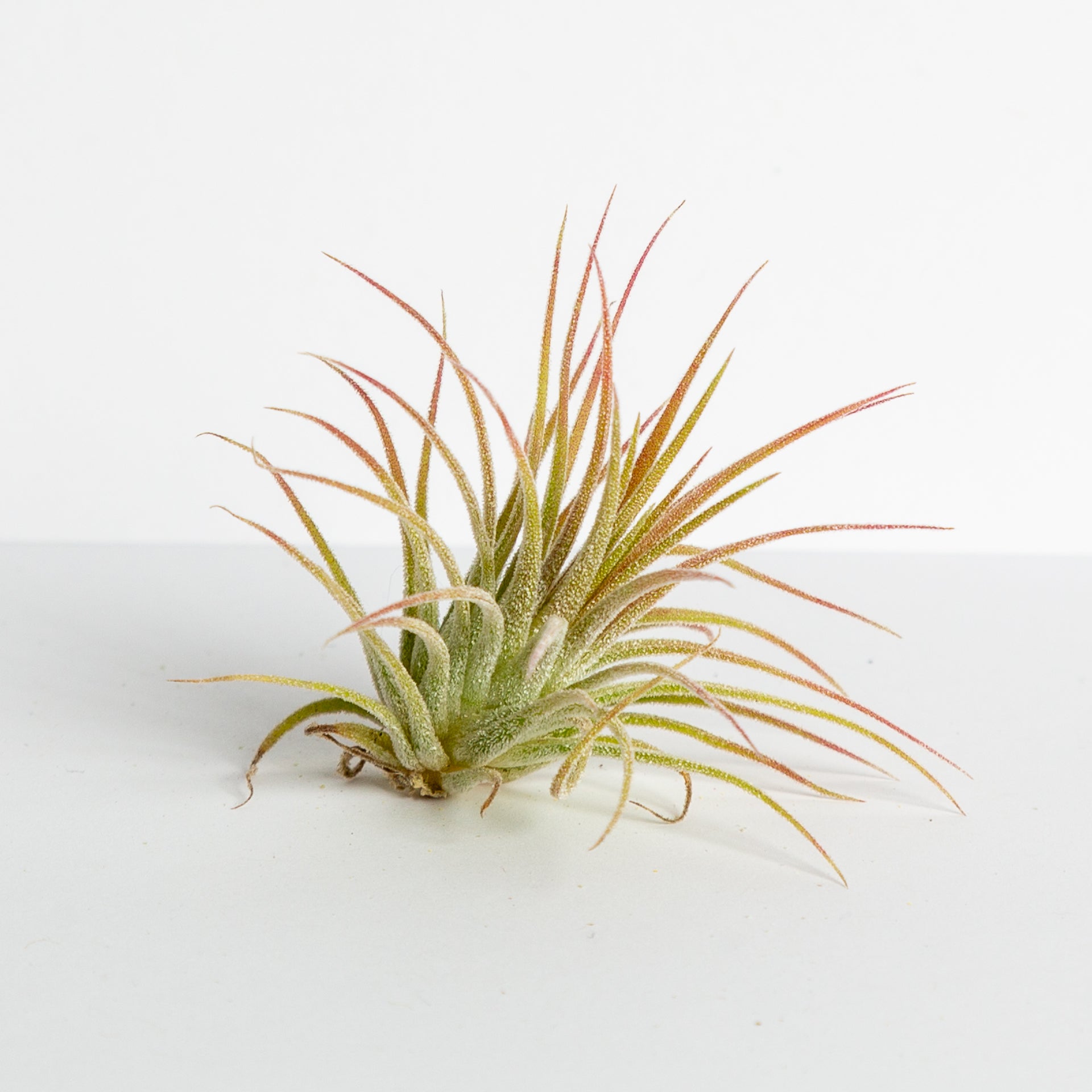 air plants mexico Air Plant 'Ionantha