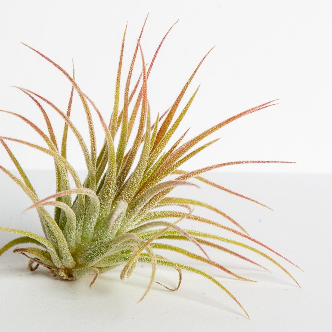 mexican air plants Air Plant 'Ionantha