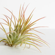 Air Plant 'Ionantha - Mexico' 2-3" - Urban Sprouts