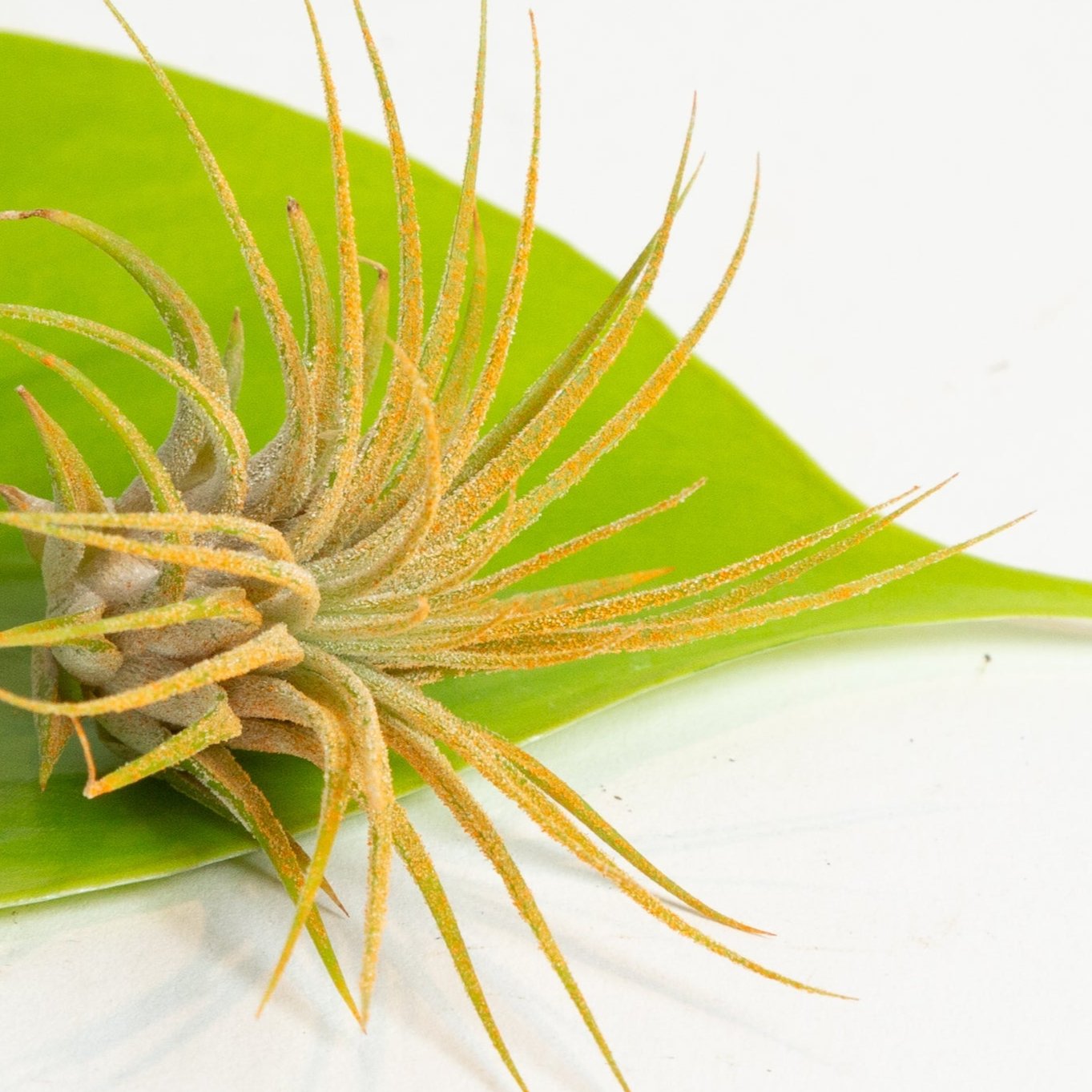 Air Plant 'Ionantha - Orange' 1-2" - Urban Sprouts