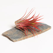 Air Plant 'Ionantha - Red' 1-2" - Urban Sprouts