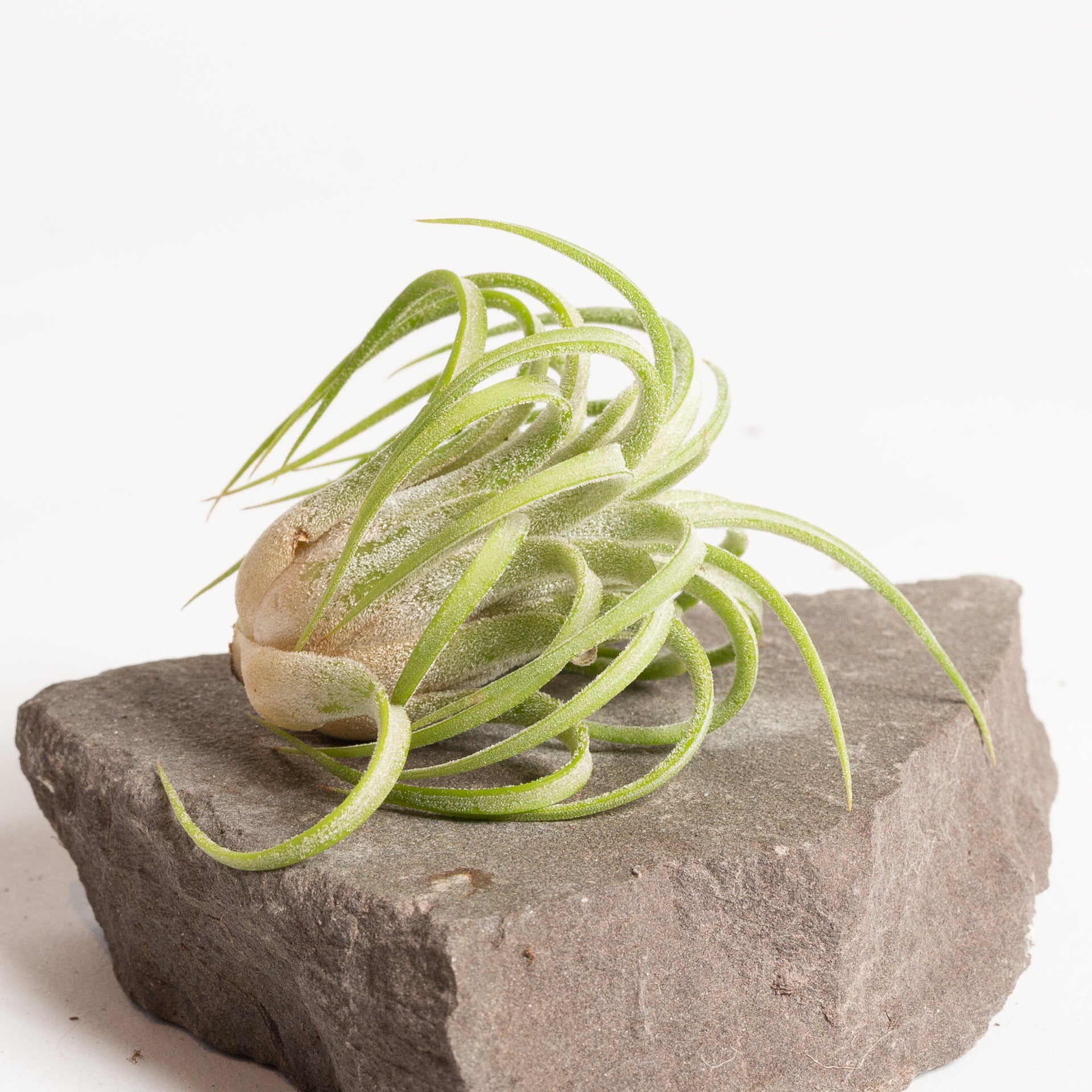 curly air plant Air Plant 'Ionantha