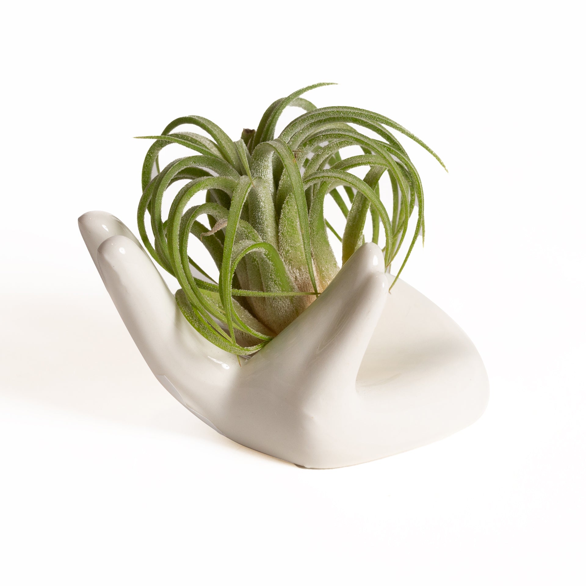 Air Plant 'Ionantha - Rubra Curly' 1-3"