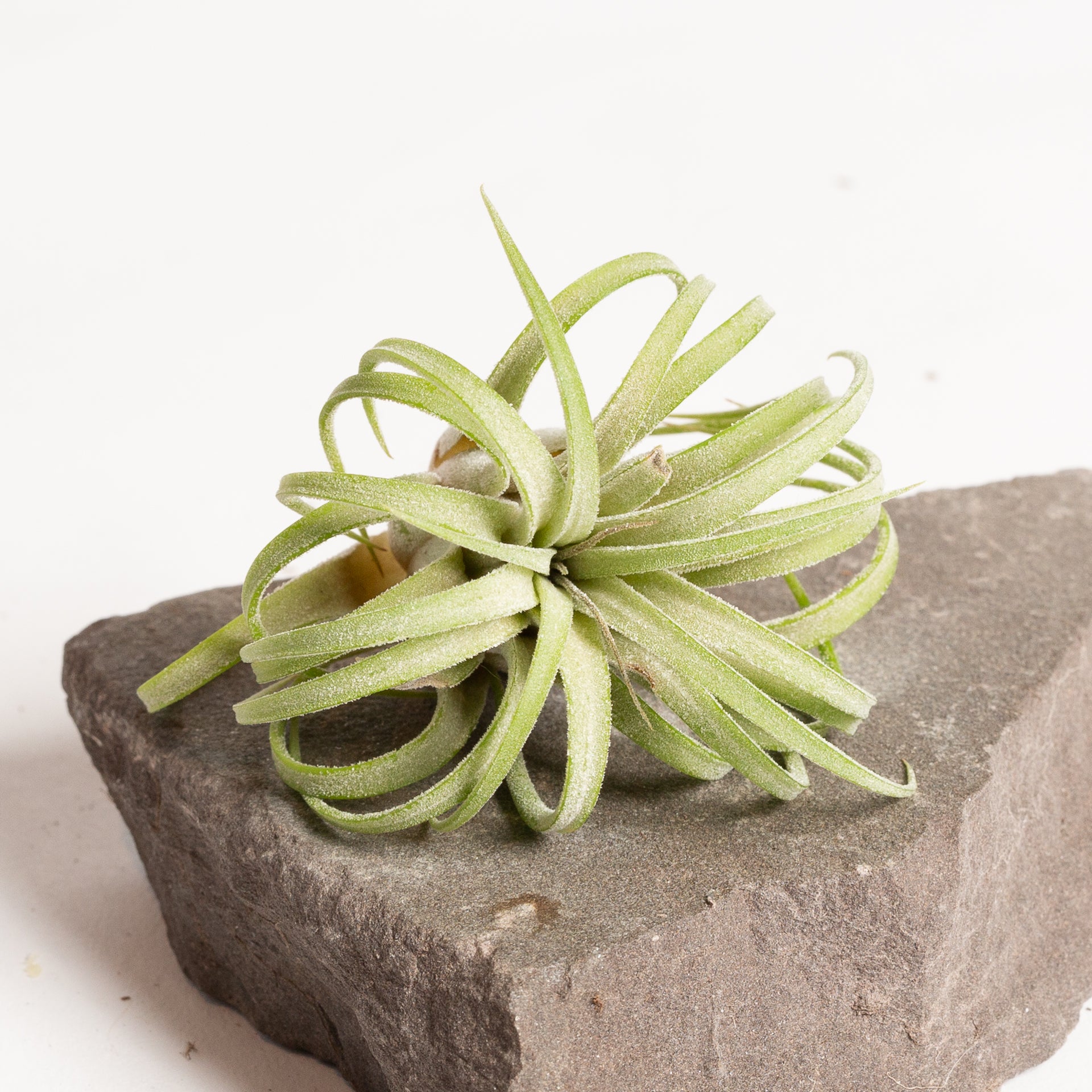 Air Plant 'Ionantha - Rubra Curly' 1-3"