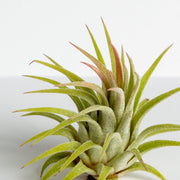 Air Plant 'Ionantha - Rubra Hardleaf' 2-3" - Urban Sprouts