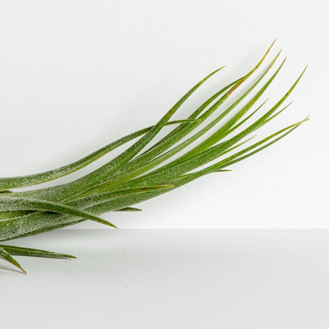Air Plant 'Ionantha - Scaposa' 4-5" - Urban Sprouts