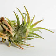 Air Plant 'Ionantha - Vanhyningii ' 3-4" - Urban Sprouts