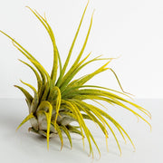 Air Plant 'Ionantha - Yellow' 3-4" - Urban Sprouts