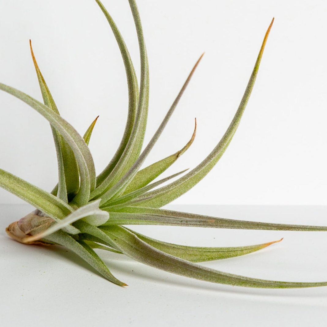 Air Plant 'Jucunda' 3-4" - Urban Sprouts