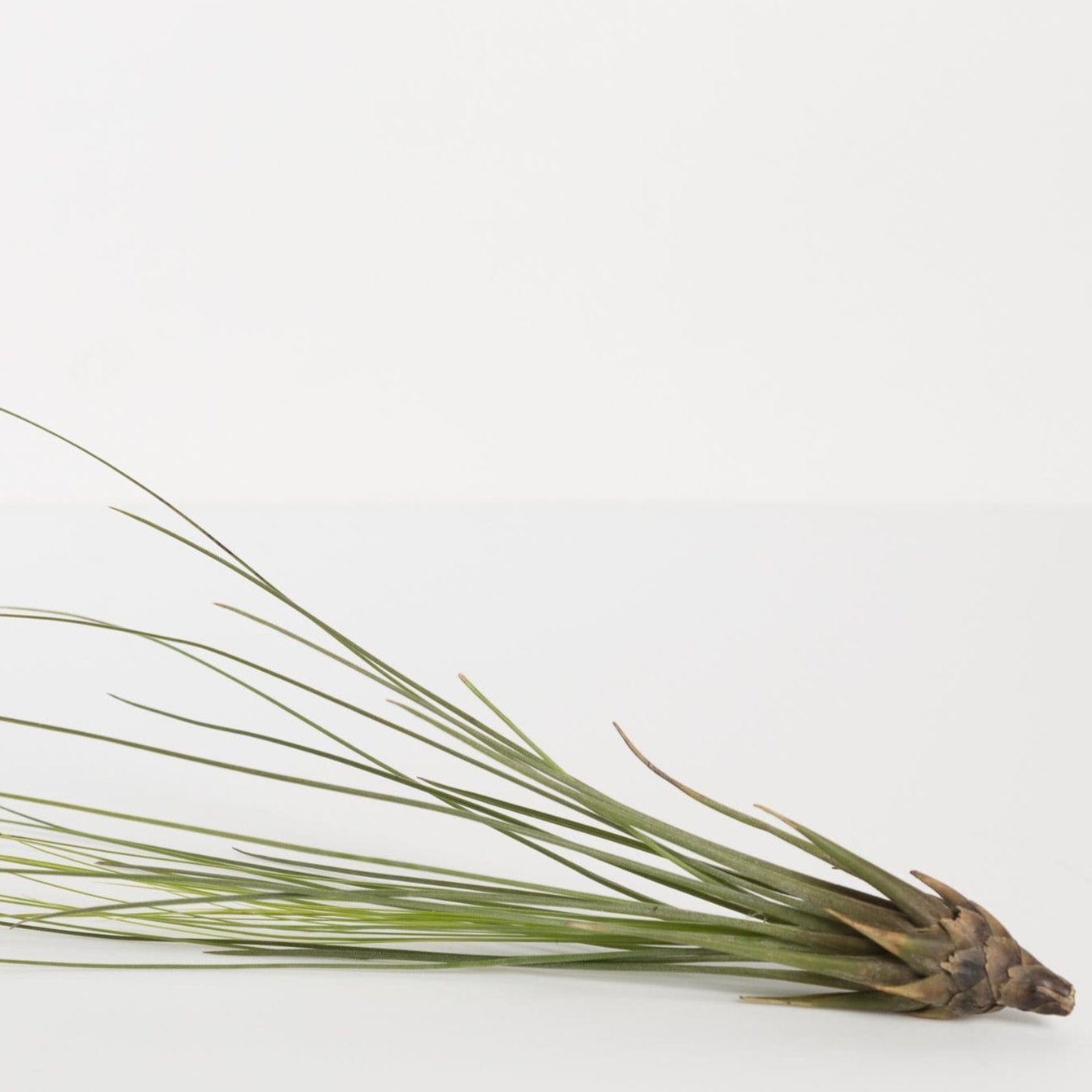 Air Plant 'Juncea - Green' 10-12" - Urban Sprouts